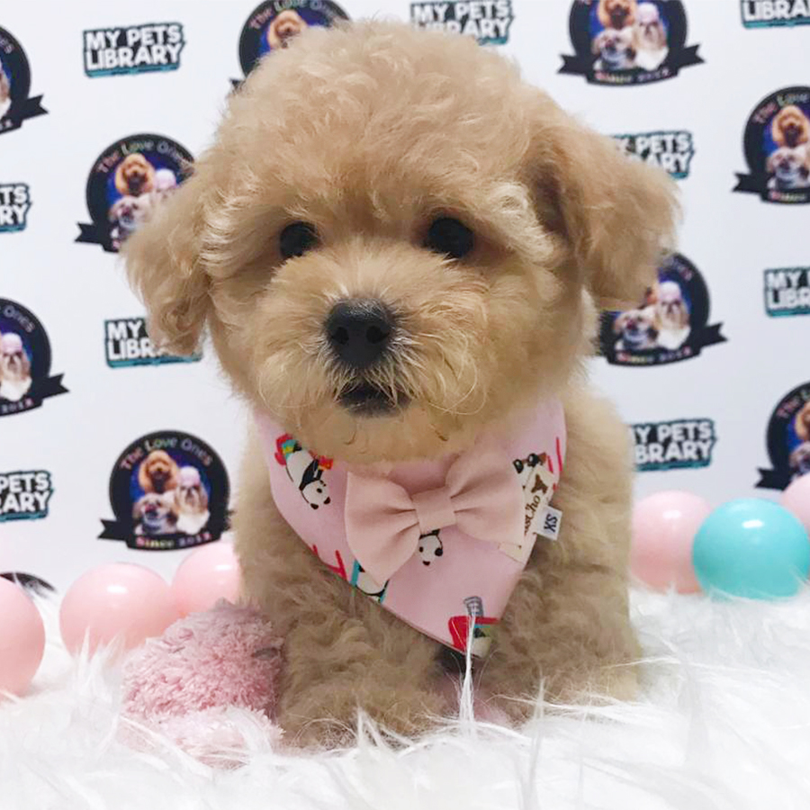 Light Brown Toy Poodle (Female) For Sale