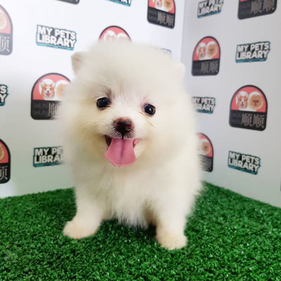 White Pomeranian Puppy (Female) For Sale