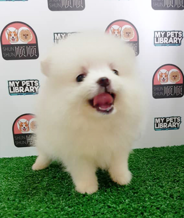 White Pomeranian Puppy (Male) For Sale