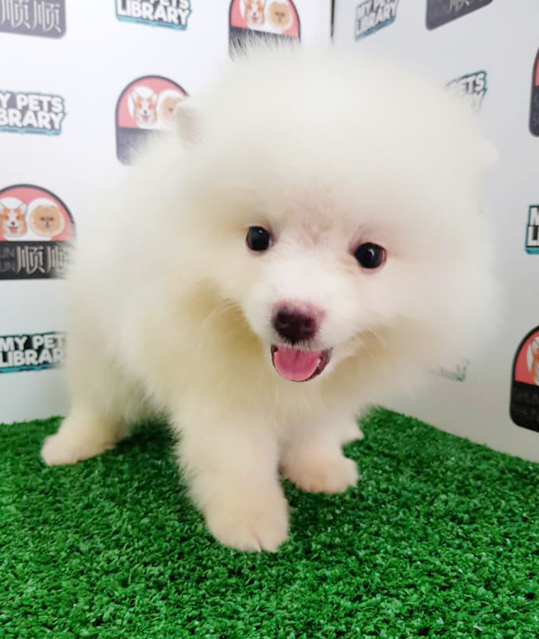 White Pomeranian Puppy (Female) For Sale