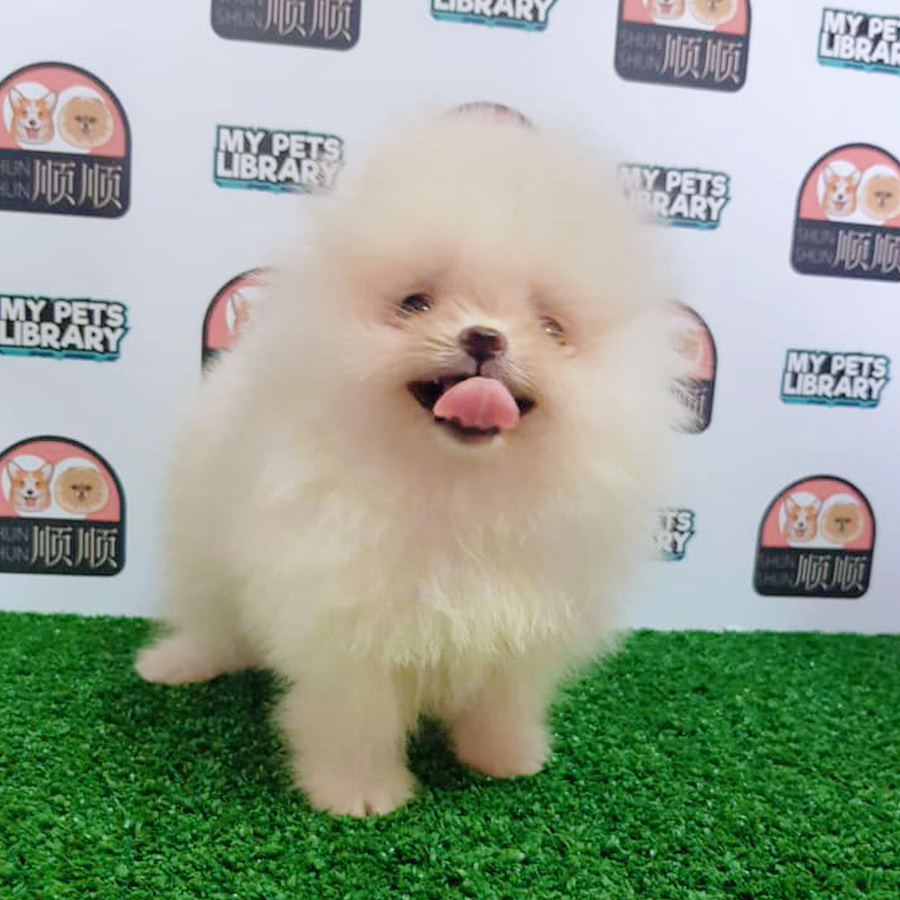 Cream White Pomeranian Puppy (Female) For Sale