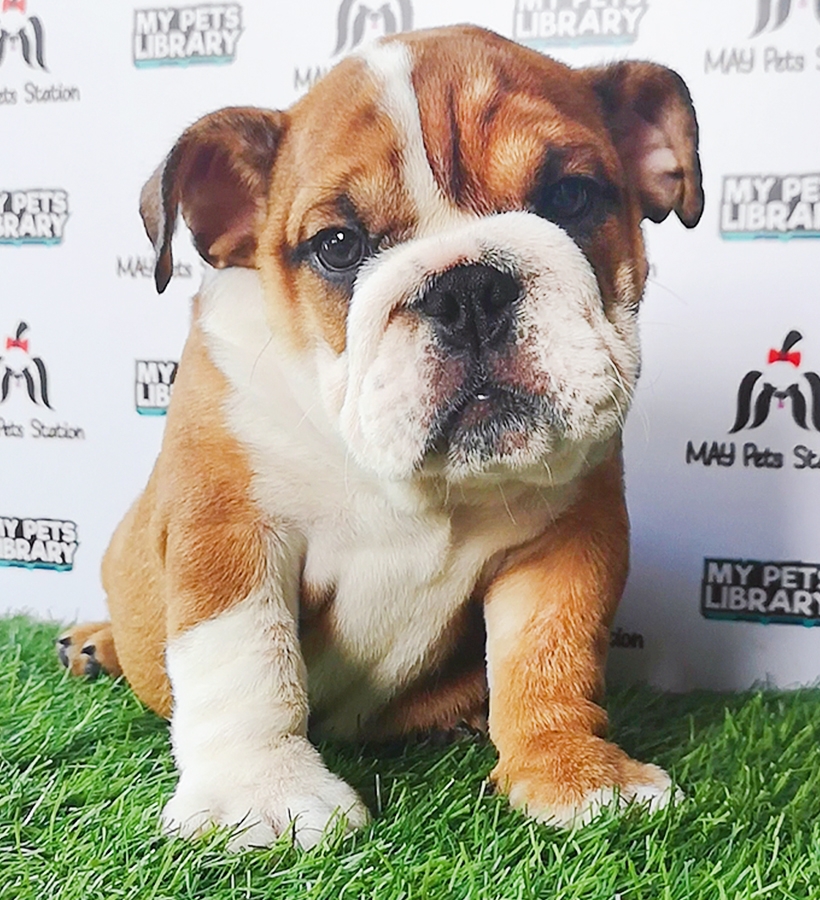 English Bulldog Puppy (Female) For Sale