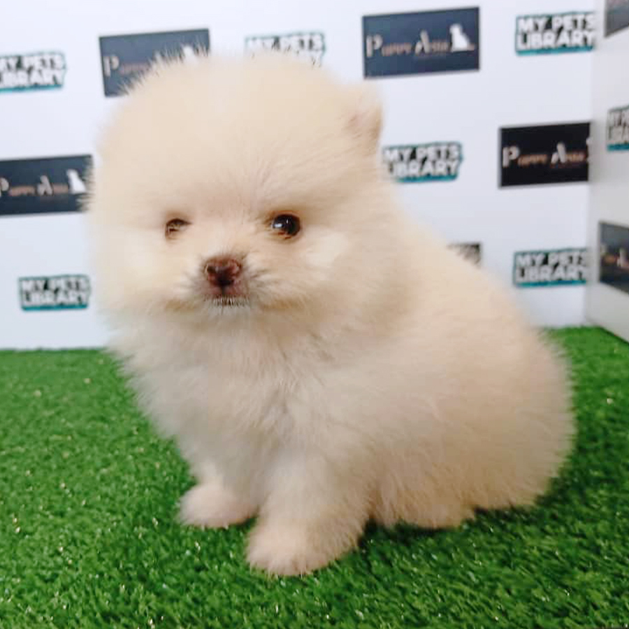 Cream White Pomeranian Puppy (Male) For Sale