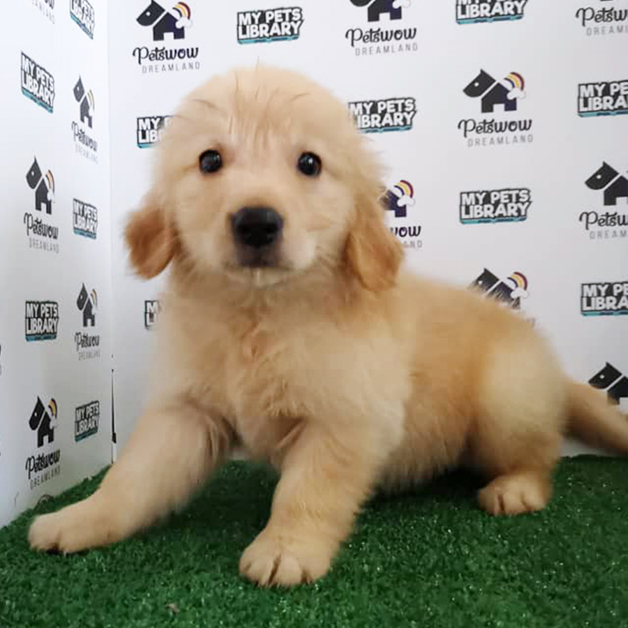 Golden Retriever Puppy (Female) For Sale