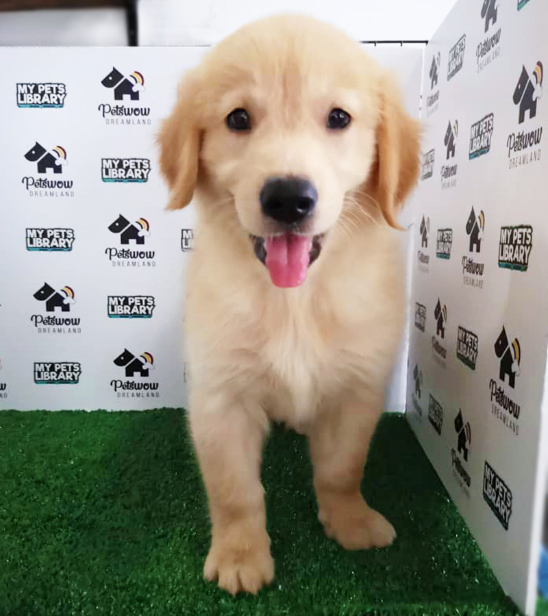 Golden Retriever Puppy (Male) For Sale