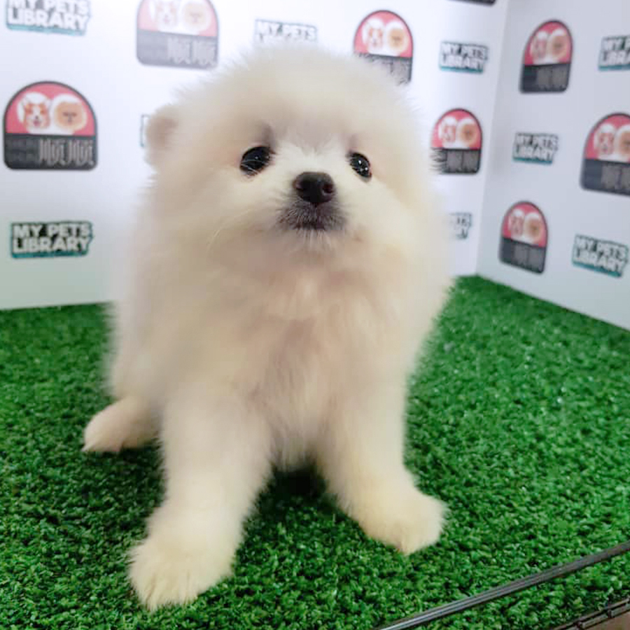 White Pomeranian Puppy (Female) For Sale