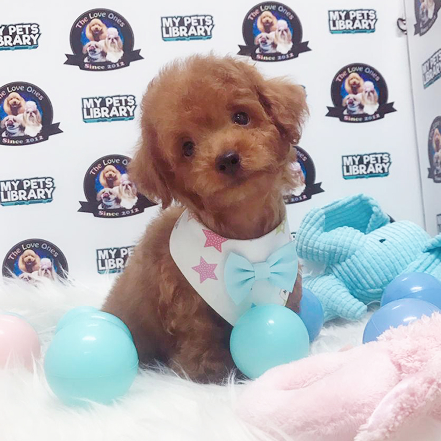 Red Toy Poodle Puppy (Male) For Sale