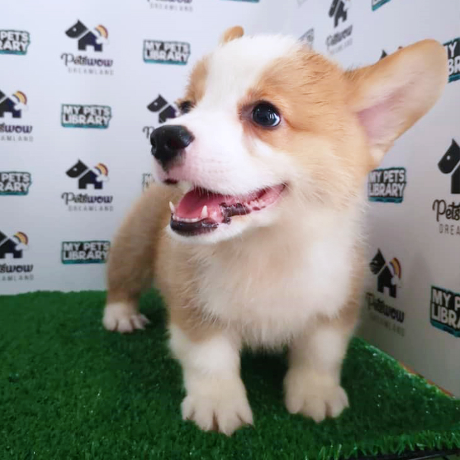 Welsh Corgi Puppy (Male) For Sale