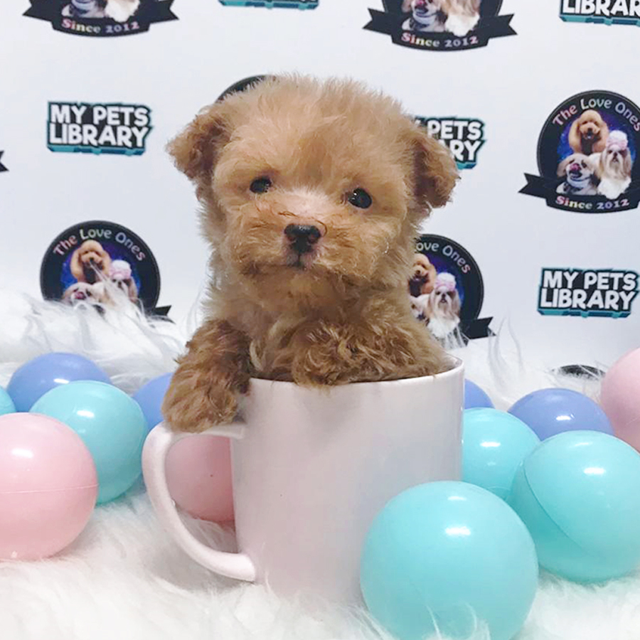 Brown Teacup Poodle Puppy (Male) For Sale