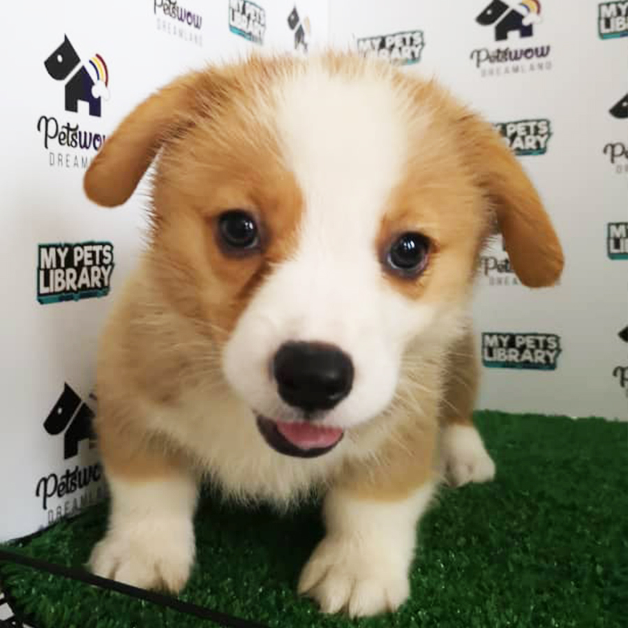 Welsh Corgi Puppy (Male) For Sale