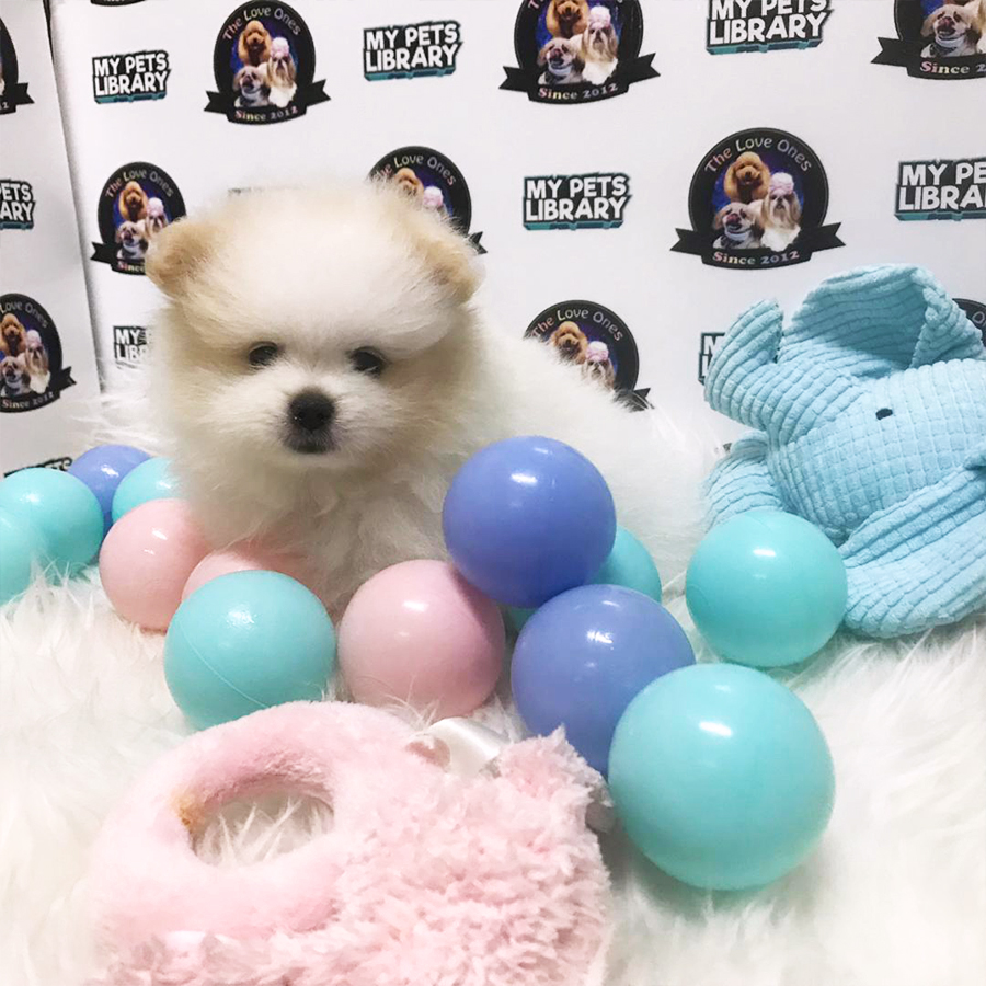 Parti White Grade A Quality Pomeranian For Sale