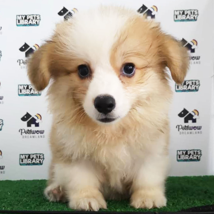 Welsh Corgi Puppy (Male) For Sale