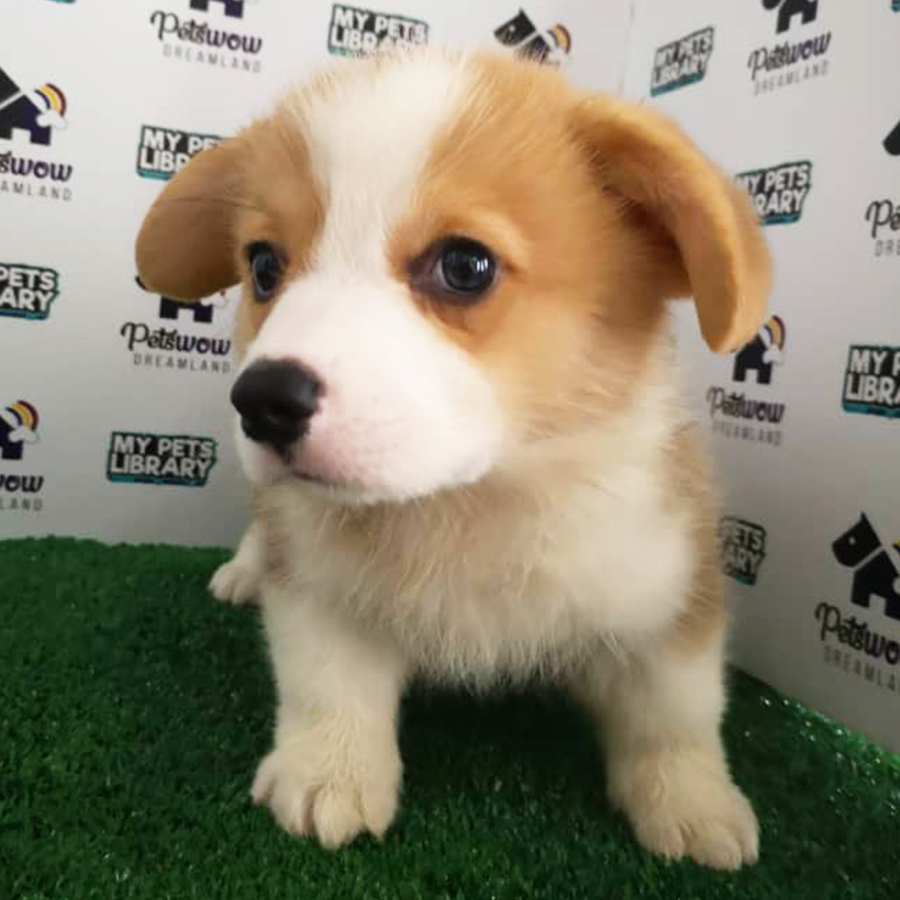 Welsh Corgi Puppy (Male) For Sale