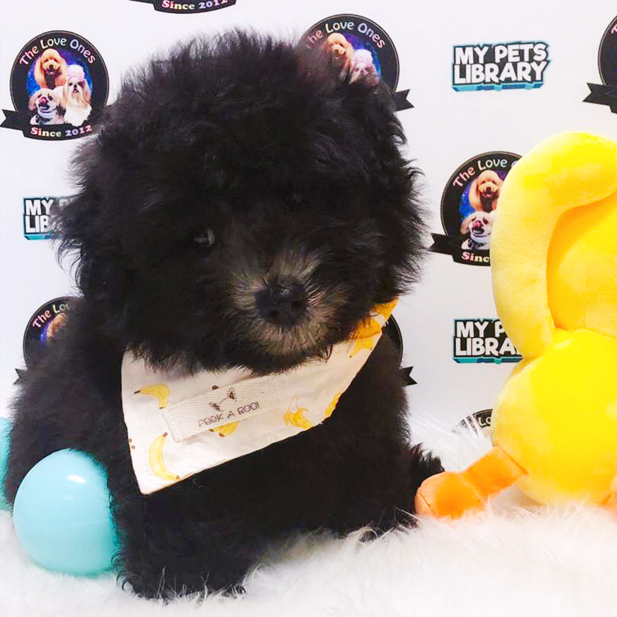 Short Leg Tiny Poodle For Sale