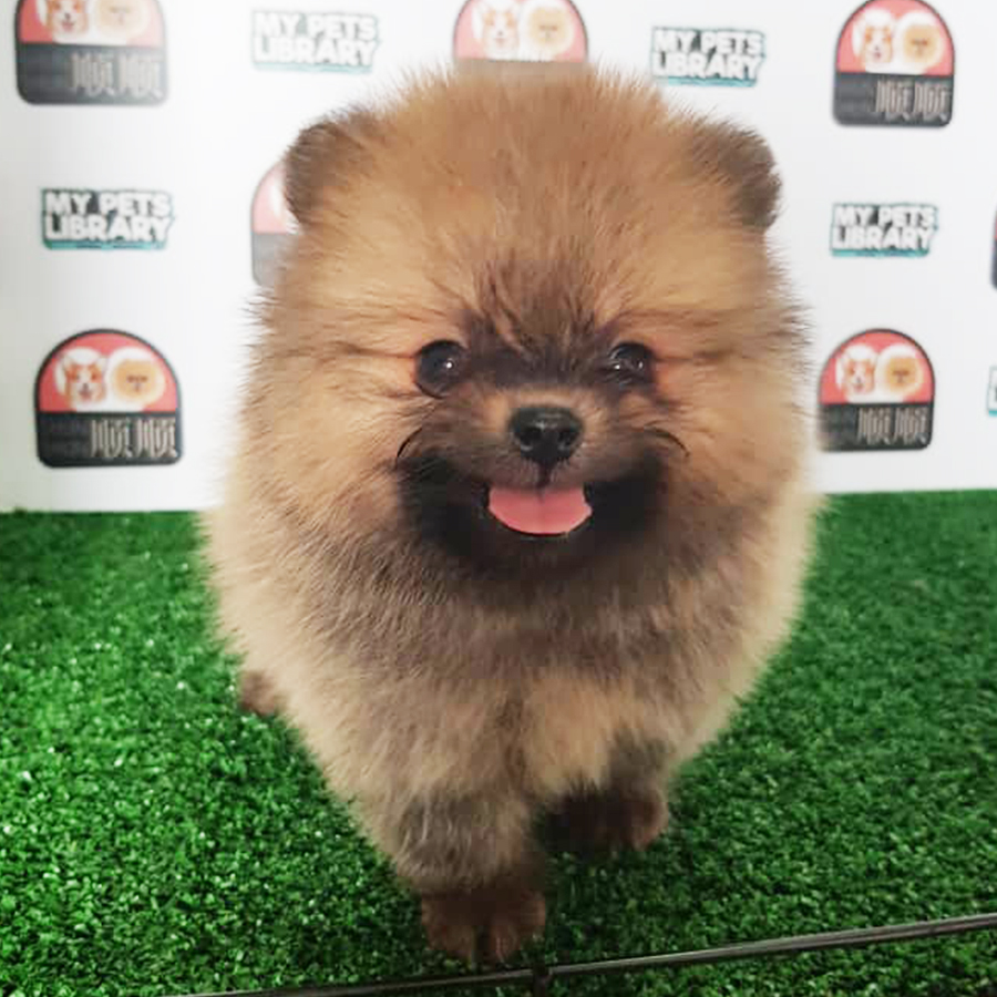 Brown Pomeranian Puppy (Male) For Sale