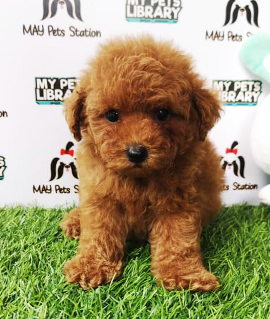 Brown Tiny Toy Poodle Puppy (Male) For Sale