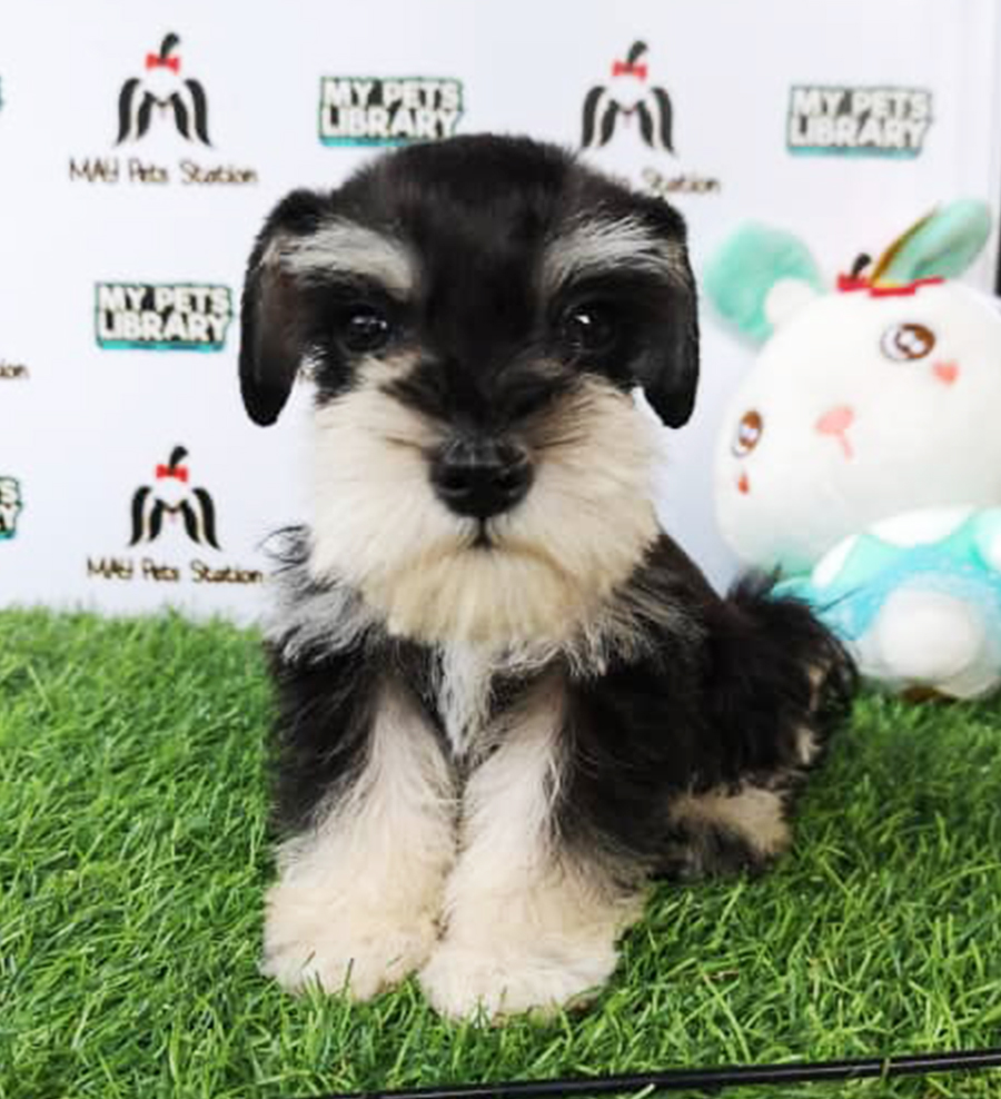 Miniature Schnauzer Puppy For Sale