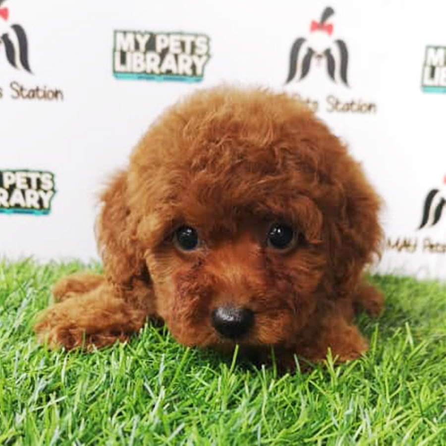 Red Tiny Toy Poodle Puppy (Female) For Sale