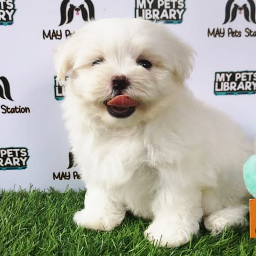 Tiny Maltese Puppy For Sale