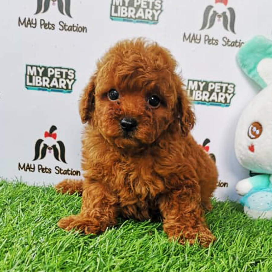 Red Tiny Toy Poodle Puppy (Female) For Sale