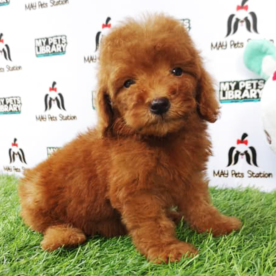 Brown Tiny Toy Poodle Puppy (Male) For Sale