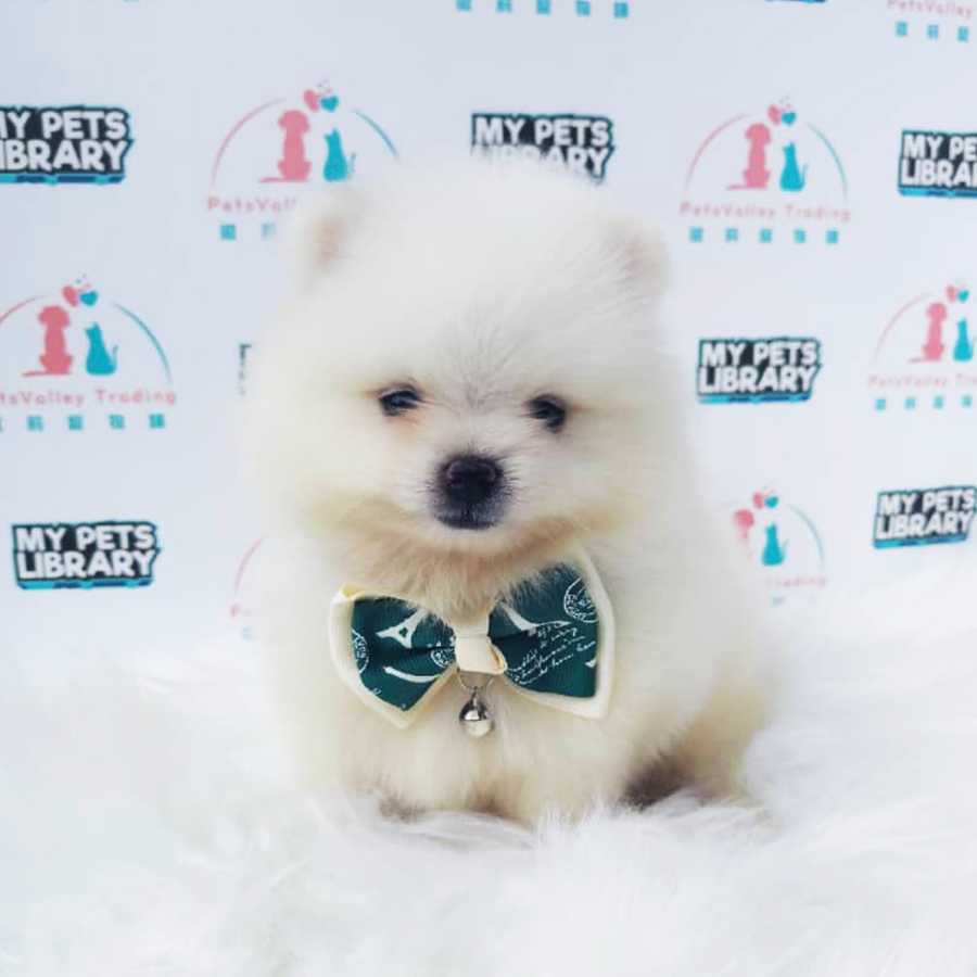 White Pomeranian Puppy (Female) For Sale