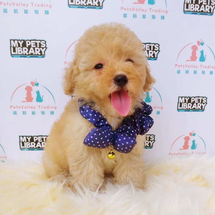 Orange Toy Poodle Puppy (Female) For Sale