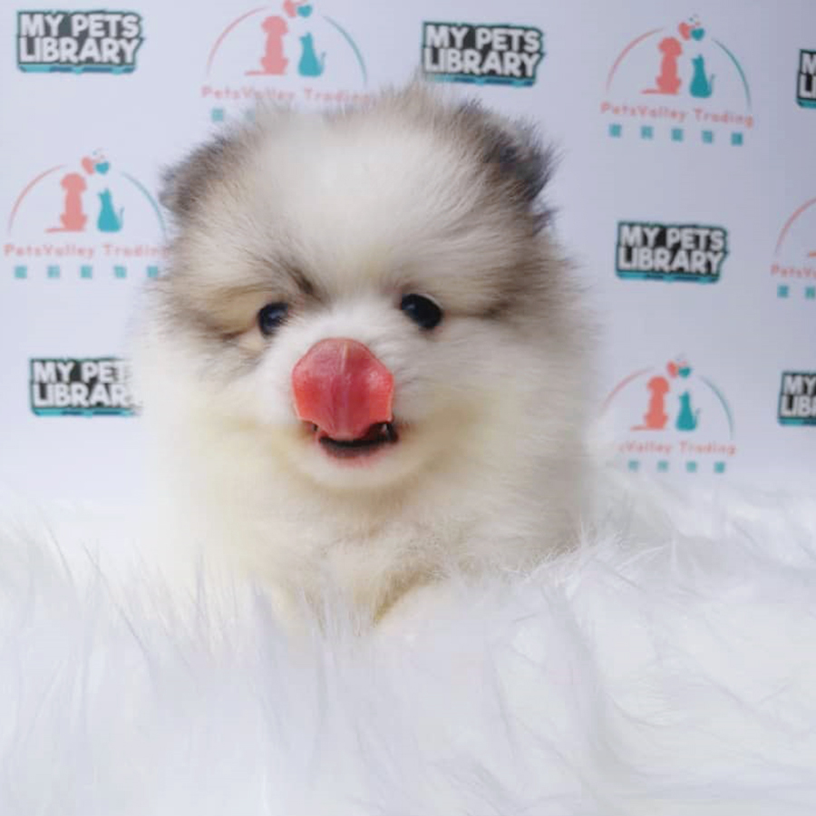 Parti White Pomeranian Puppy (Female) For Sale