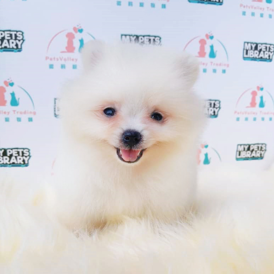 White Pomeranian Puppy (Male) For Sale