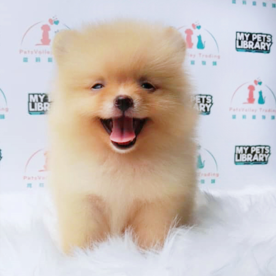 Orange Pomeranian Puppy (Female) For Sale