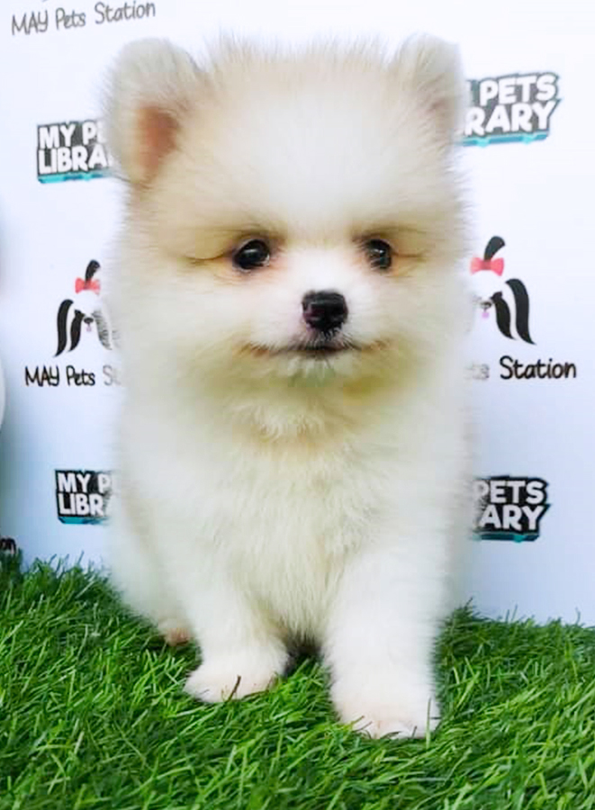 Parti Pomeranian Puppy (Male) For Sale