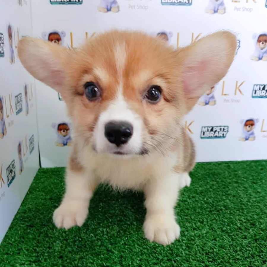 Welsh Corgi Puppy (Male) For Sale