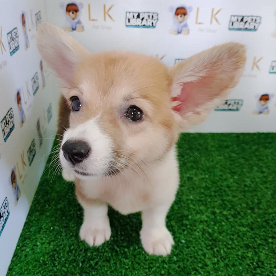 Welsh Corgi Puppy (Female) For Sale