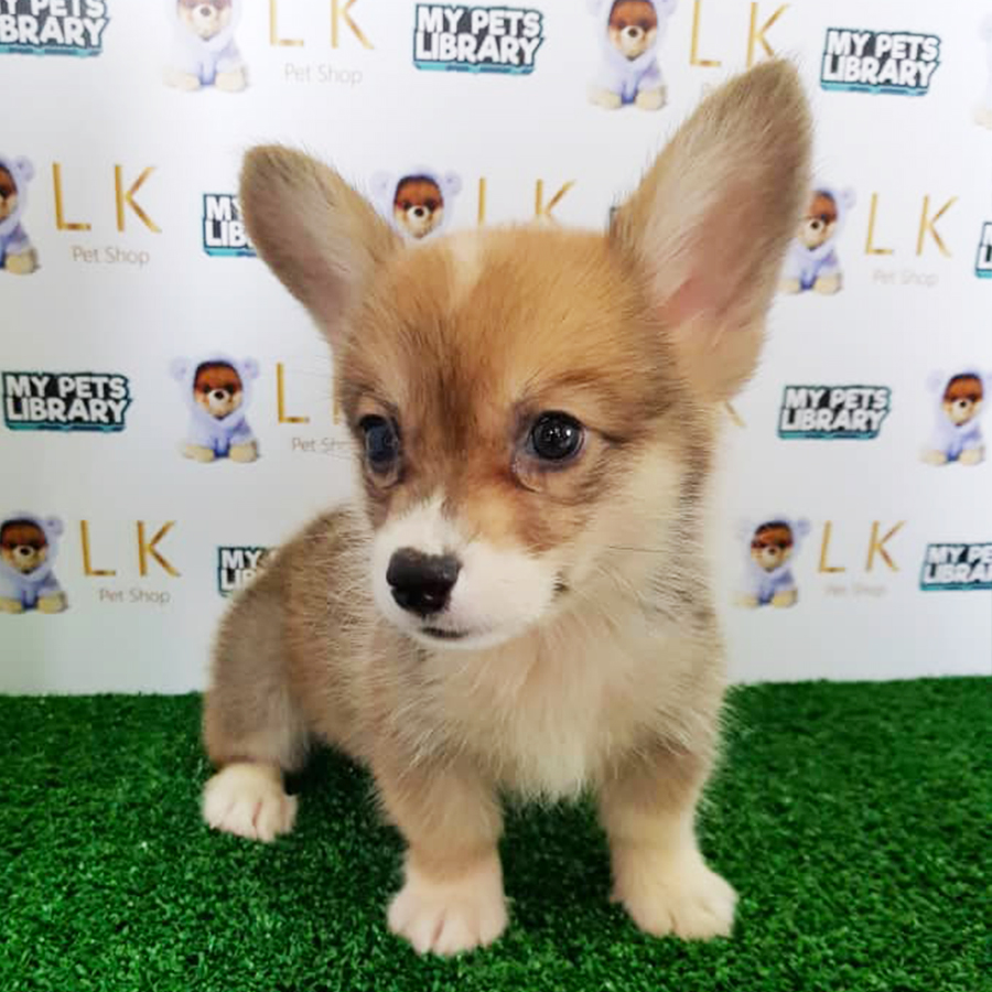 Welsh Corgi Puppy (Male) For Sale