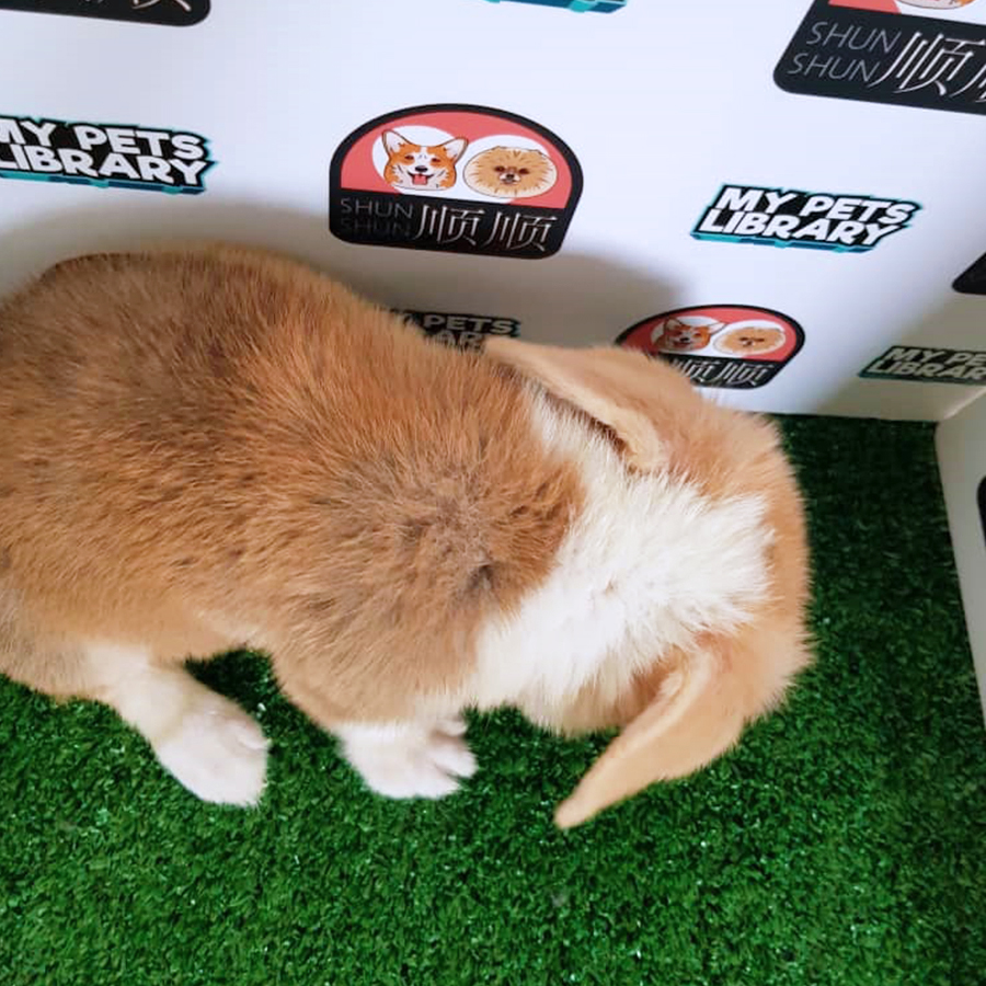 Welsh Corgi Puppy (Female) For Sale