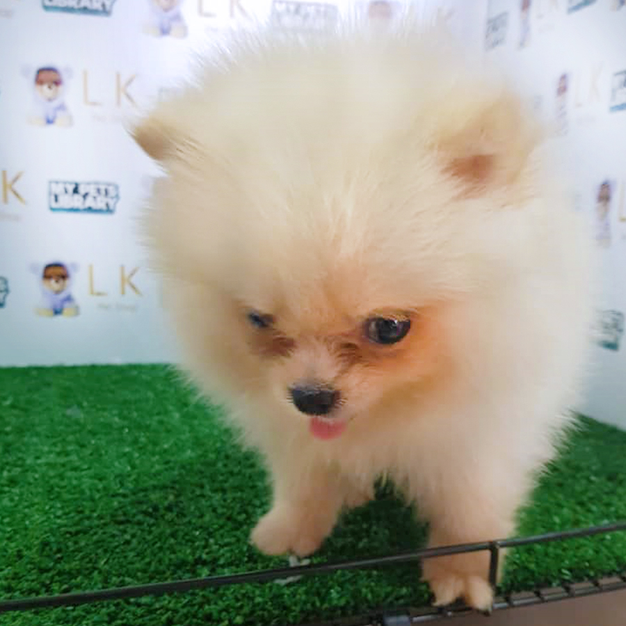 Cream Pomeranian Puppy (Female) For Sale