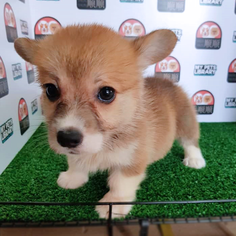 Welsh Corgi Puppy (Male) For Sale