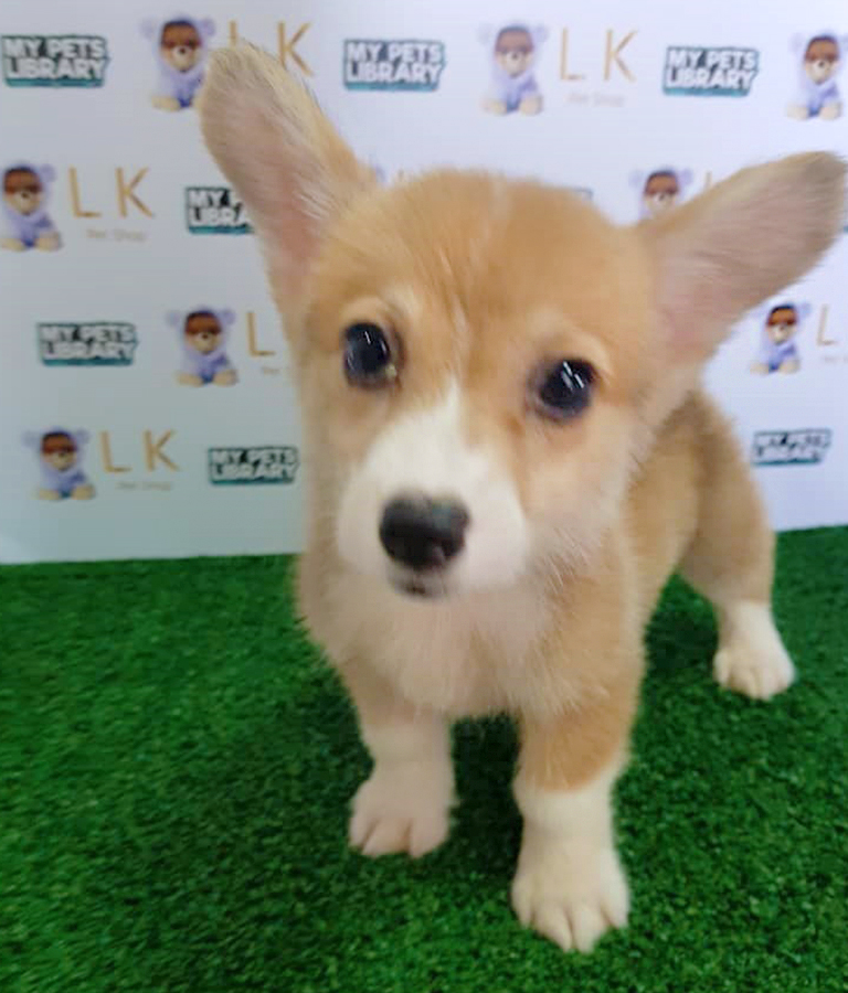 Welsh Corgi Puppy (Male) For Sale