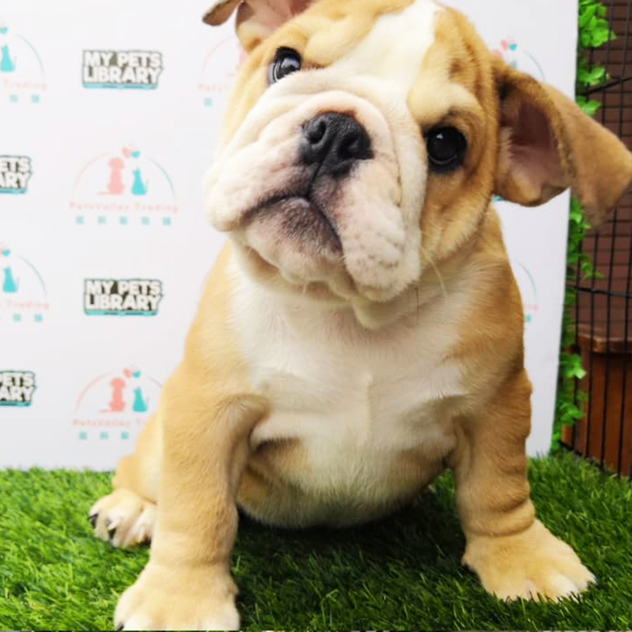 English Bulldog Puppy (Female) For Sale