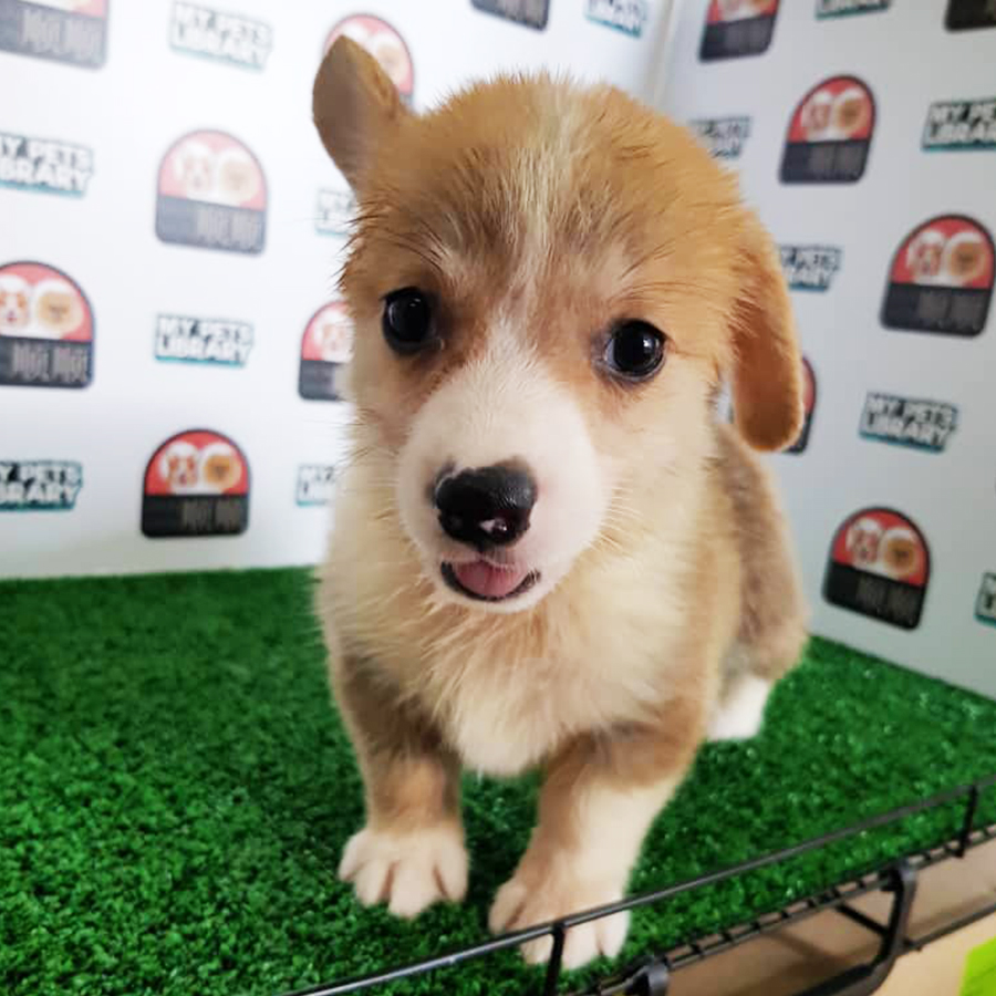 Welsh Corgi Puppy (Female) For Sale