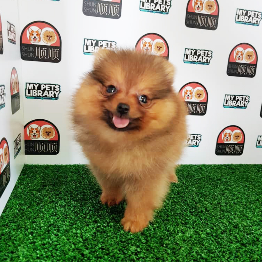 Brown Pomeranian Puppy (Female) For Sale