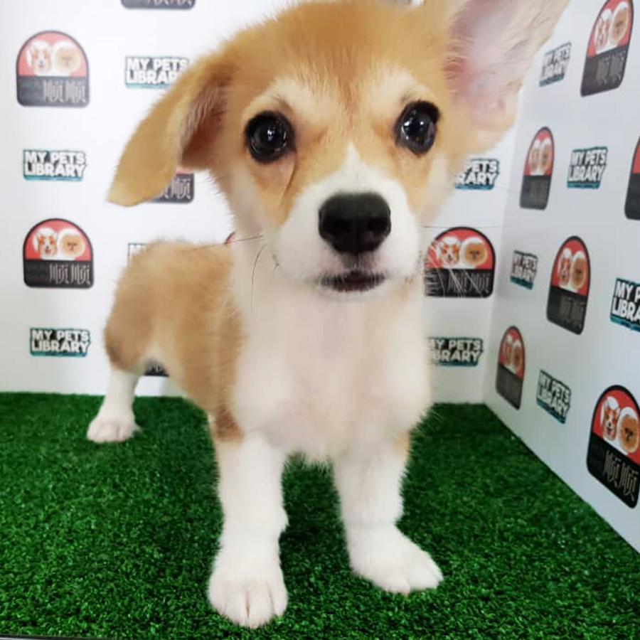Welsh Corgi Puppy (Male) For Sale