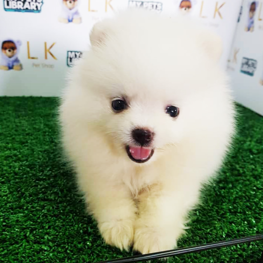 White Pomeranian Puppy (Female) For Sale