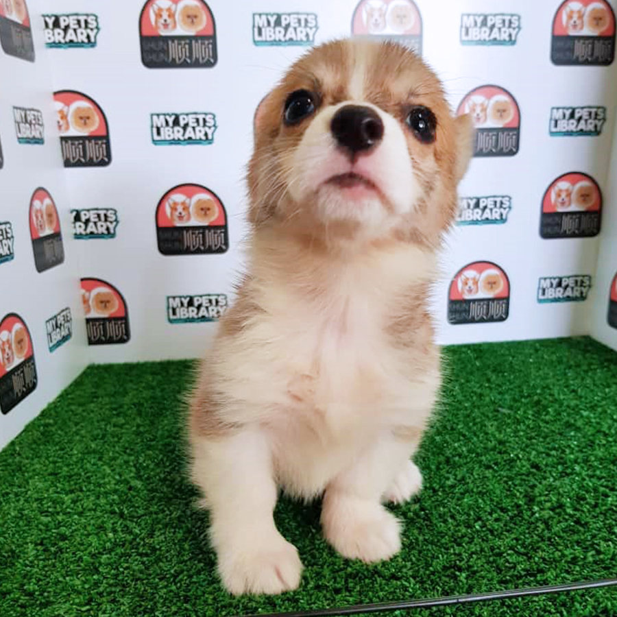 Welsh Corgi Puppy (Female) For Sale