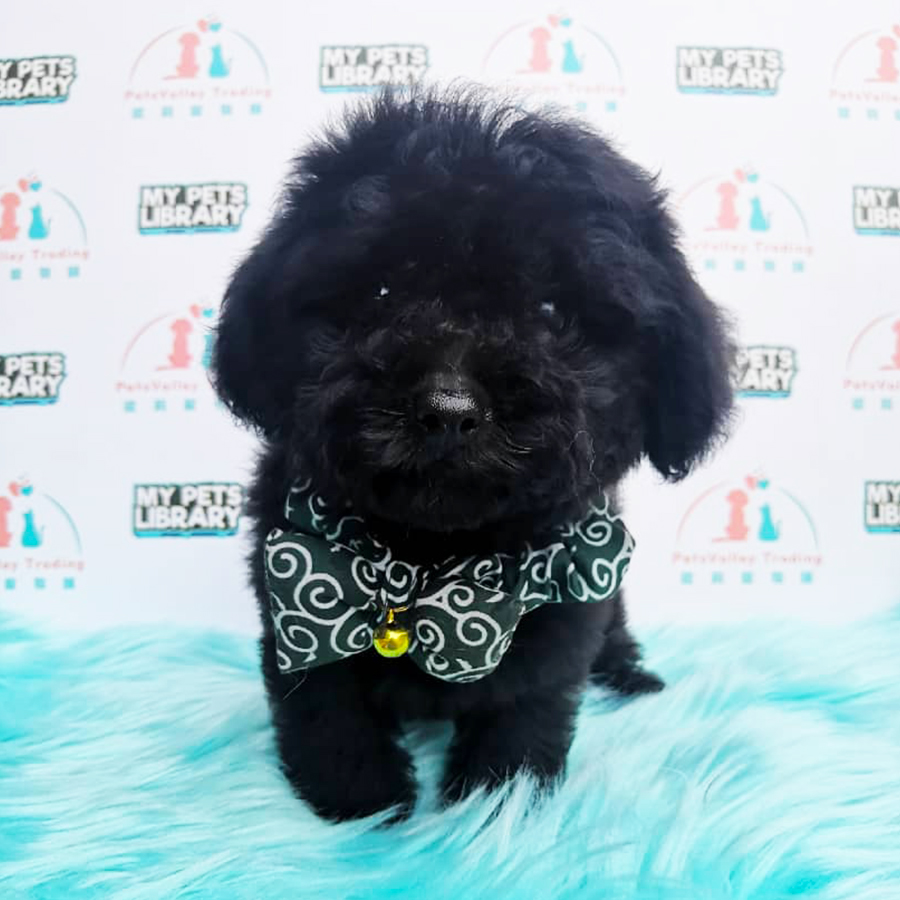 Black Tiny Toy Poodle Puppy (Female) For Sale