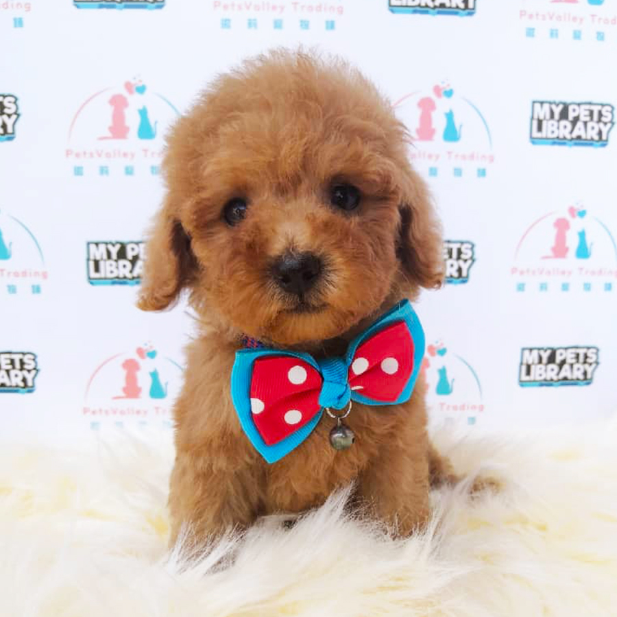Brown Tiny Poodle Puppy (Male) For Sale