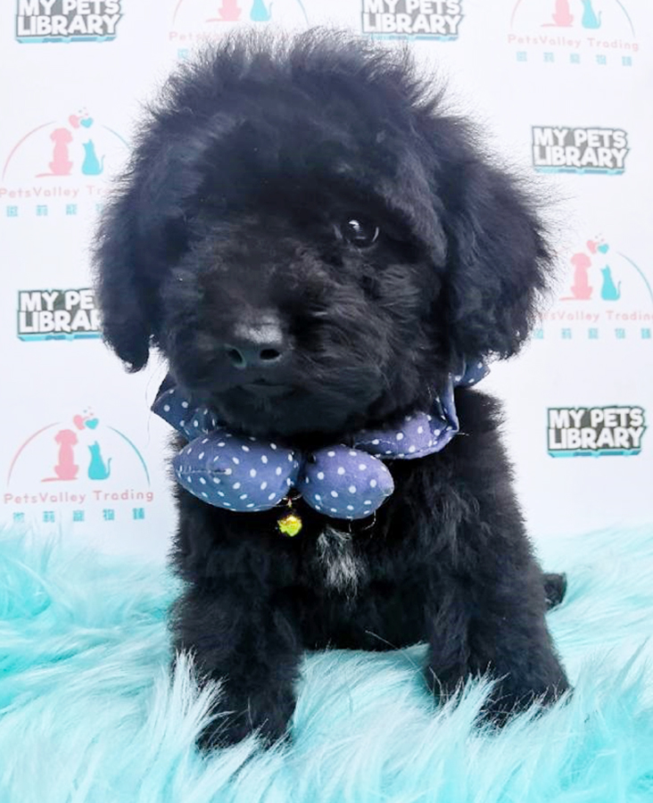 Black Tiny Toy Poodle Puppy (Male) For Sale