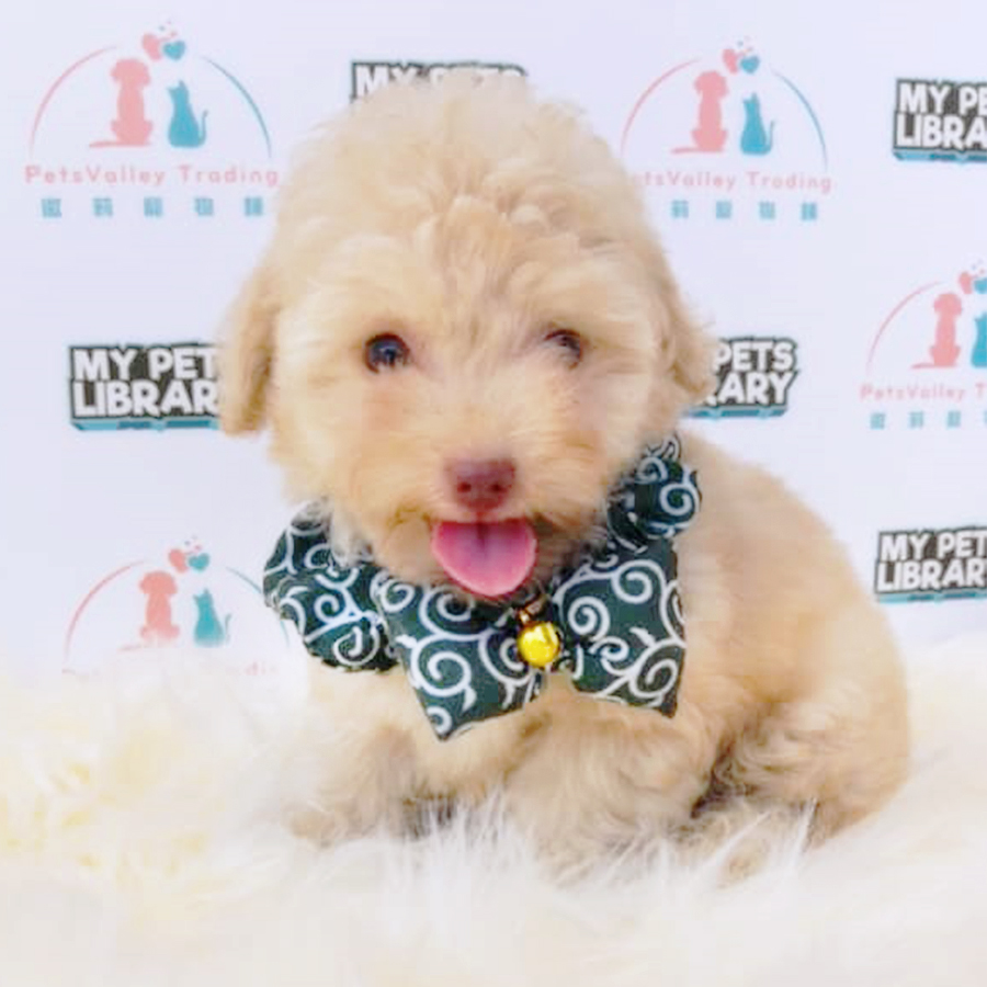 Brown Tiny Toy Poodle Puppy (Male) For Sale