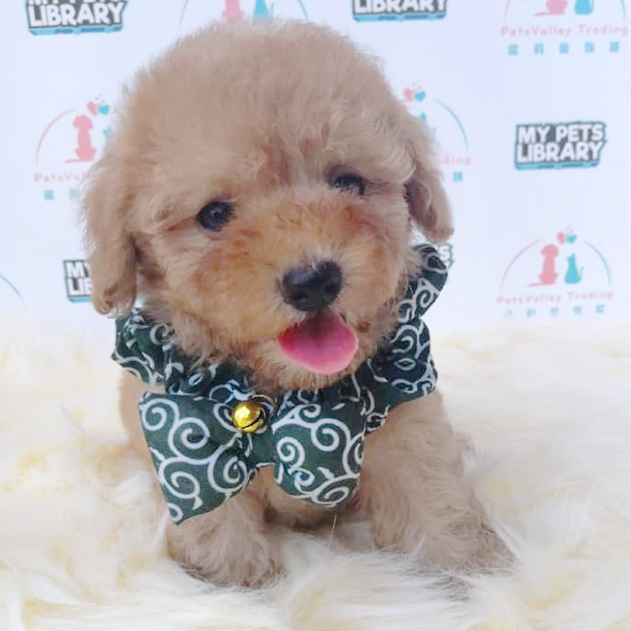 Brown Tiny Toy Poodle Puppy (Male) For Sale