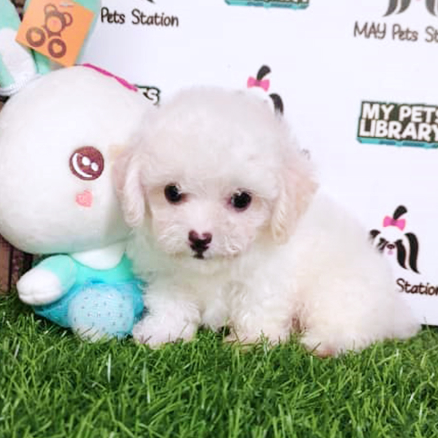 White Toy Poodle Puppy (Male) For Sale